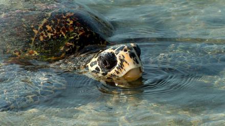 Bereits 2008 schilderte eine Fallstudie vor Ort die Auswirkungen des Klimawandels auf Mensch, Natur – und nistende Schildkröten. Seitdem verschlimmerte sich die Situation auf den Inseln nochmal dramatisch.