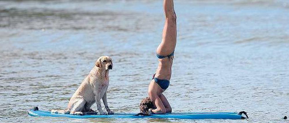 Perspektivwechsel. Beim SUP-Yoga werden verschiedene Körperstellungen auf dem Paddelbrett direkt im Wasser ausgeführt. Vom „herabschauenden Hund“ bis zum Kopfstand ist alles möglich.