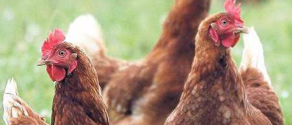Abschied von der Idylle? In mehreren Bundesländern wurden Hühner in Biobetrieben mit Futtermais aus der Ukraine gefüttert, der mit Dioxin belastet ist. Foto: picture-alliance/ZB