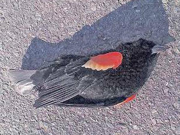 Damit fing es an. Ein toter Vogel in Beebe im US-Bundesstaat Arkansas. 