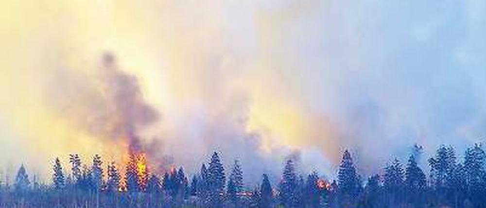 Das Venn brennt. Der deutsch-belgische Naturpark wird sich schnell erholen. Foto: dpa