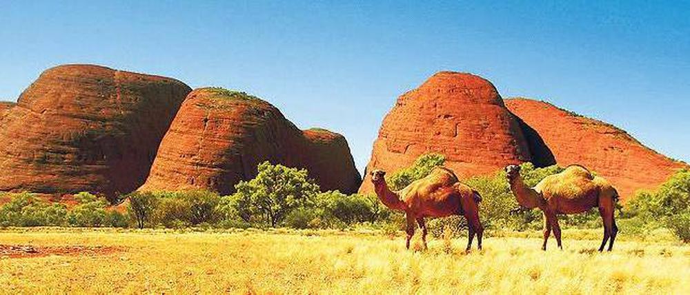 Das Idyll trügt. Einwanderer brachten im 19. Jahrhundert ein paar Kamele als Lastentiere nach Australien – in der Zwischenzeit hat sich der Bestand der Tiere ohne natürliche Feinde auf über eine Million erhöht.