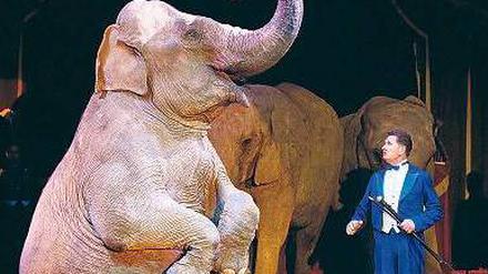 Nicht mehr in der Manege? Elefanten im Zirkus Universal Renz. Foto: dpa