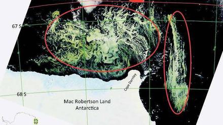Algenteppich. Diese riesige Algenplage in der Antarktis wurde kürzlich von einem Satelliten aufgenommen. Experten vermuten, dass schmelzendes Eis Eisen freisetzte, was zu einer gigantischen Algendüngung führte. Es gibt Forscher, die nach diesem Vorbild eine Algendüngung fordern, um CO2 zu binden. 