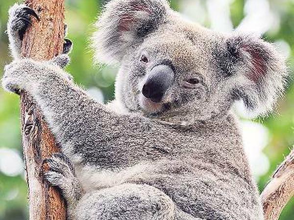 Koalas: putzig, schläfrig - und vom Aussterben bedroht.