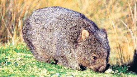 Wombats in Not. Die Vegetarier fressen aus Not Pflanzen, die ihnen schaden.