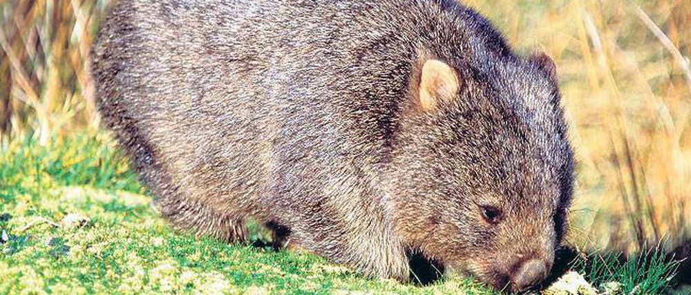 Wombats in Not. Die Vegetarier fressen aus Not Pflanzen, die ihnen schaden.