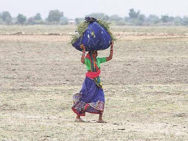 Ausgetrocknet. Wie eine Wüste sieht das Ackerland hier im Bundesstaat Gujarat aus. Diese Bäuerin hat Heureste gesammelt, um ihr Vieh zu ernähren. 