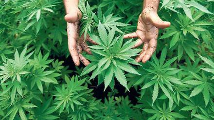 Grüner Rausch. Der Anbau von Cannabis ist hochprofitabel und lockt auch die Anleger. Foto: dpa