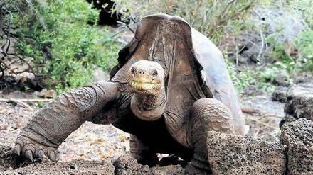 Ohne Nachwuchs gezeugt zu haben, starb „Lonesome George“ im Juni 2012. Der Nationalpark erklärte jetzt, sein Tod bedeute „nicht das Ende der Art Chelonoidis abingdoni“, wie die Pinta-Riesenschildkröte mit wissenschaftlichem Namen heißt. Foto: dpa