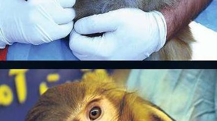 Falscher Affe. Bei dem Primaten mit dem Muttermal über dem Auge (oben) handele es sich um ein Archivbild, sagen die Offiziellen. Das dunklere Tier sei tatsächlich ins All geflogen. 