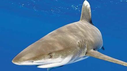 Bedrohtes Raubtier. Der Hochsee-Weißflossenhai soll eine Chance bekommen. 