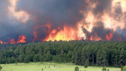 Feuerwand. In Black Forest verloren Hunderte durch die Brände ihr Zuhause. Foto: rtr