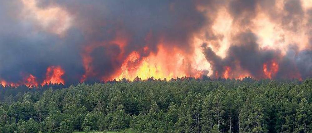 Feuerwand. In Black Forest verloren Hunderte durch die Brände ihr Zuhause. Foto: rtr