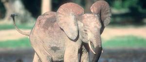 ein junger Waldelefant mit aufgestellten Ohren