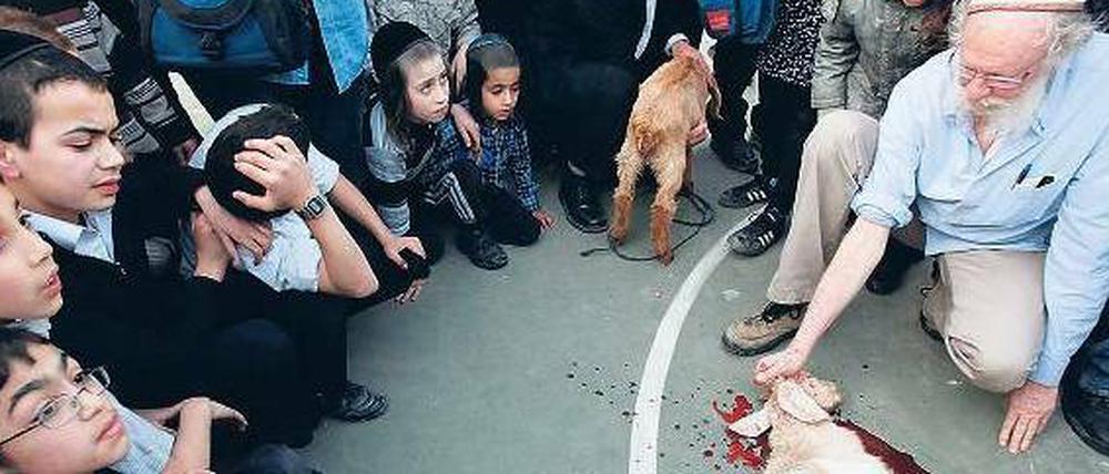 Verboten. Das Schächten ist im jüdischen Glauben verwurzelt. Polen verbietet die rituelle Schlachtung wie hier in Jerusalem nun. Foto: AFP