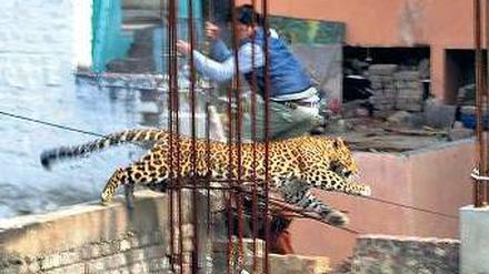 Ein Passant springt vor einem Leopard, der sich verirrt hat, in Sicherheit. 