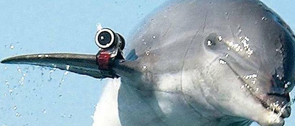Im Militäreinsatz. Russen und Amerikaner setzen Delfine seit den 60er Jahren vor allem zu Aufklärungszwecken ein. Das Bild zeigt einen US-Delfin mit Kamera. 