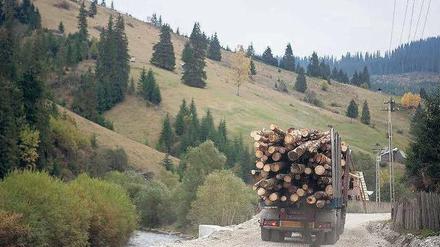 Da fahren sie. In einigen rumänischen Ortschaften gehören die Holzlaster mittlerweile zum Alltag. 