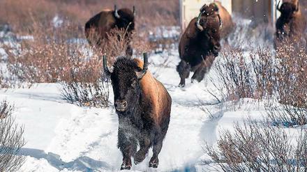 Diese frei lebenden Bisons wurden in den kanadischen Nationalpark in Banff umgesiedelt.