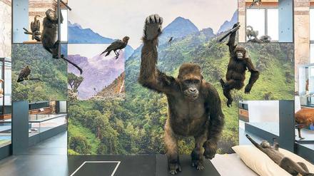 In der Abteilung „Landschaften und Biodiversität“ zeigt das belgische Africa-Museum unter anderem ausgestopfte Affen. 