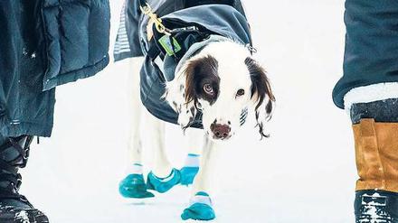 Mit Söckchen auf Doper-Jagd. Molly ist Schwedens erster Anti-Doping-Hund. Die Kälte macht ihrem Spürsinn nichts aus – sie wurde extra dafür trainiert. 