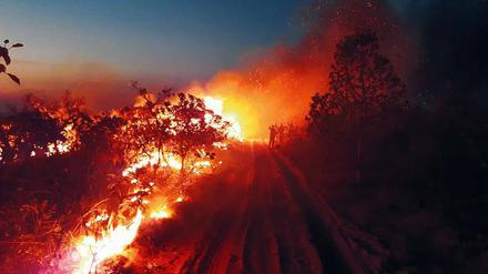 Umweltkatastrophe globalen Ausmaßes. Brandstiftung vernichtet große Flächen des Amazonas-Dschungels, der ein Fünftel des Sauerstoffs weltweit bildet. 