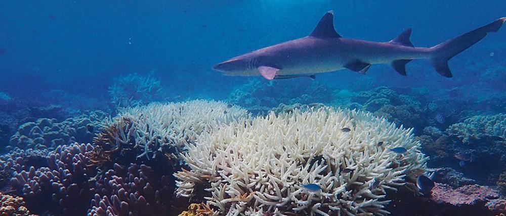 Ausgebleicht. Ein Weißspitzen-Riffhai schwimmt über abgestorbene Korallen im Great Barrier Reef.