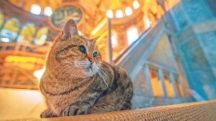 Posierte gern. Die Katze Gli stand sogar auf der Inventurliste der Hagia Sophia, als diese noch ein Museum war. Foto: imago