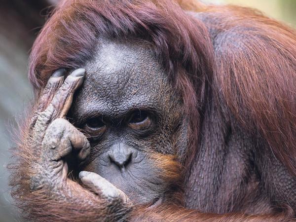  Menschenaffen wie Orang-Utans langweilen sich im Vergleich zu Schlangen oder Seetieren in besucherlosen Zoos deutlich schneller. 