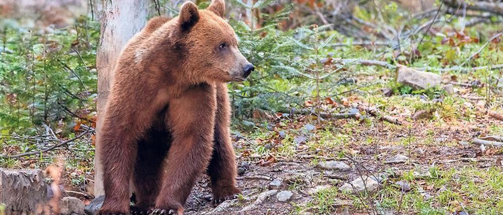 Braunbären, wie dieser im Fagaras-Gebirge, gibt es in Rumänien so viele wie sonst nirgendwo in Europa. Doch Kriminelle haben es immer mehr auf sie abgesehen.