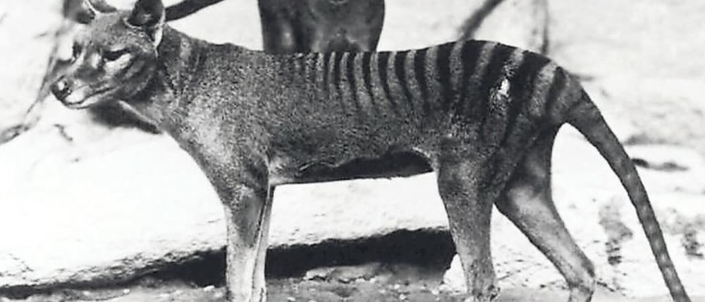 1936 starb das letzte gestreifte Tier in einem Zoo. 