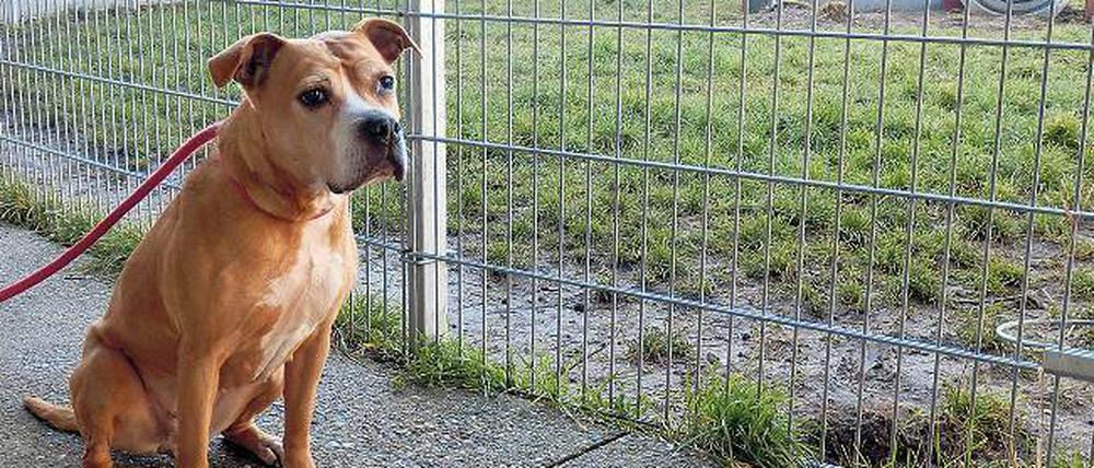 American-Staffordshire-Terrier-Mixe wie Shirin stehen auf der Liste der als gefährlich eingestuften Hunde in Berlin. 