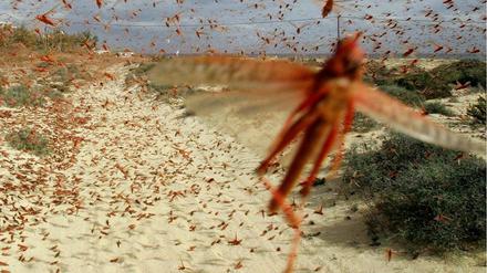 Wüstenheuschrecken können Distanzen von Tausenden von Kilometern überwinden und ganze Ernten vernichten. 