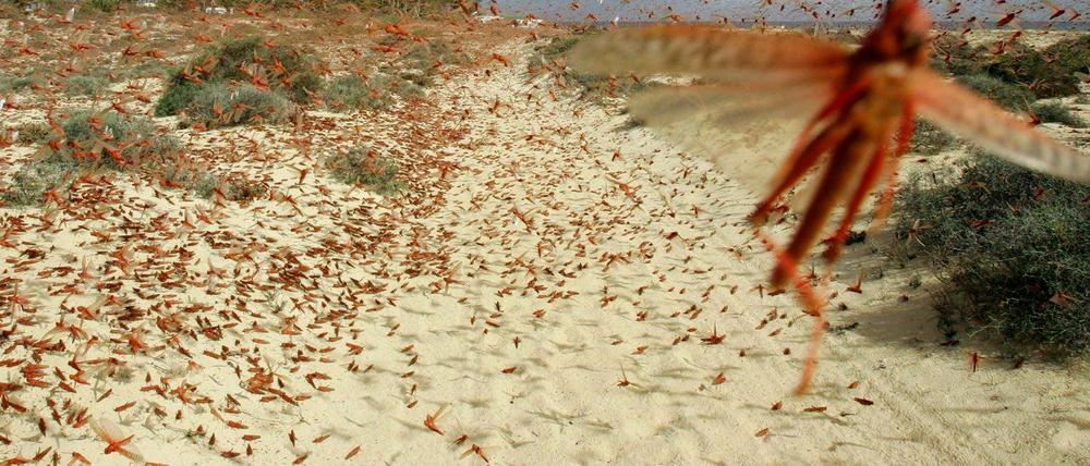 Wüstenheuschrecken können Distanzen von Tausenden von Kilometern überwinden und ganze Ernten vernichten. 