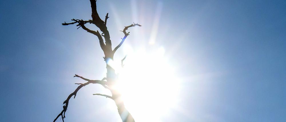 Die Silhouette eines toten Baumes zeichnet sich vor der Sonne ab. Mit Höchsttemperaturen von bis zu 38 Grad wird es am Dienstag an vielen Orten in Niedersachsen sehr heiß.+