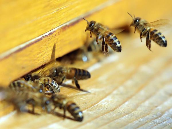 Honigbienen fliegen einen Bienenstock an.