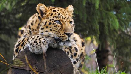 Die Amurleoparden zählen zu den seltensten Säugetieren auf der Welt. 
