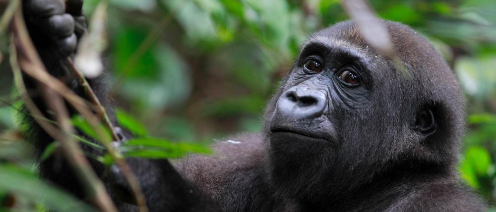 Der Flachlandgorilla im Kongo ist laut WWF derzeit am stärksten bedroht.