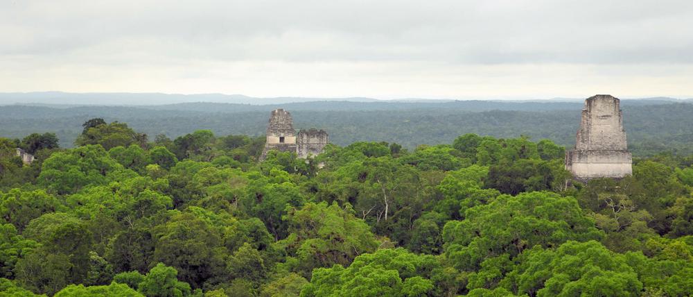 Maya-Tempel über dem Wald in Tikal, Guatemala.