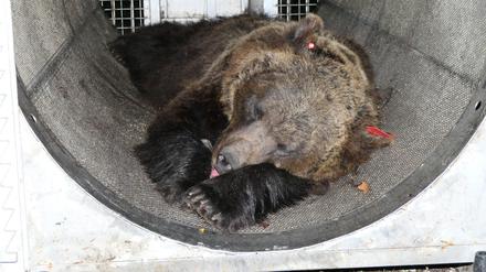 Nach dem Fang von „Problembärin“ JJ4 in Norditalien haben vor dem Wildgehege Hunderte Menschen für die Freilassung des Bärenweibchens demonstriert. 