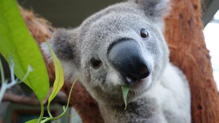 Die australische Regierung hat den Status der Koalas nun auf "stark gefährdet" angehoben.