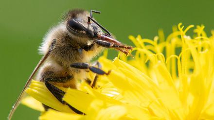 Besonders die Varroamilbe hat es den Bienen in Deutschland schwer gemacht.