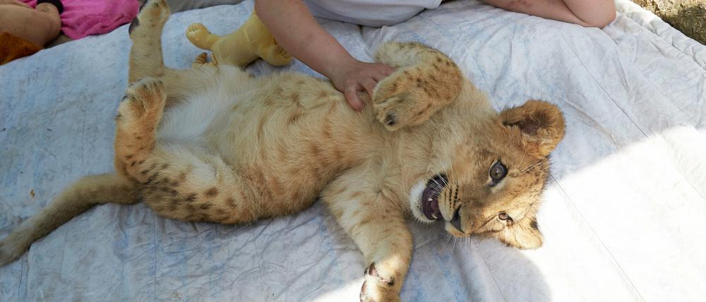 Der fünf Monate alte Löwe Malor spielt am 03.07.2015 im Eifel-Zoo in Lünebach mit Zoo-Chefin Isabell Wallpott. Die Löwenmutter hatte sich nicht um die Versorgung ihres Nachwuchses gekümmert. Deshalb wächst Malor im Haushalt der Zoo-Chefin auf.