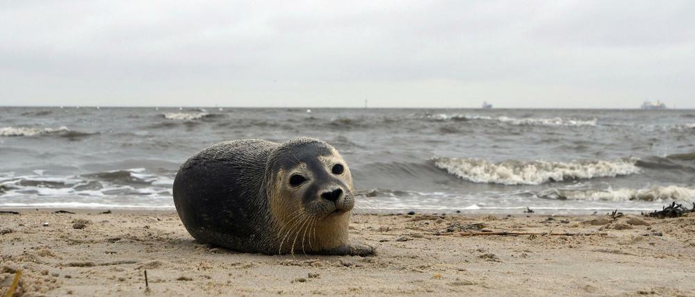 Ein junger Seehund liegt in Cuxhaven-Döse am Strand. Den Beständen der Tiere geht es gut.