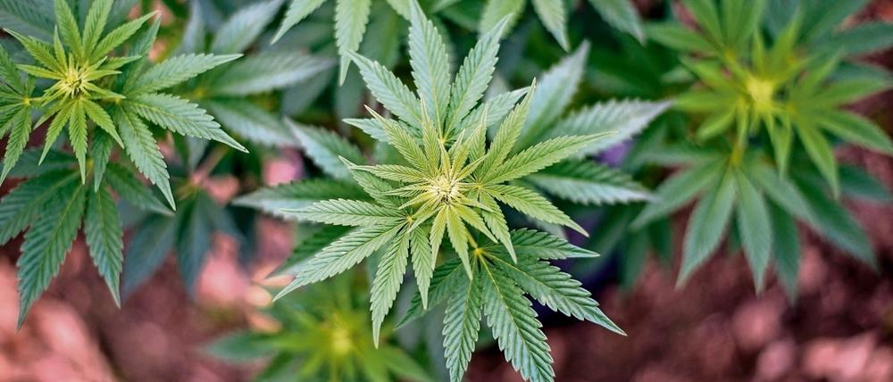 Der Besitz von 30 Gramm Cannabis soll in Kanada legal werden.