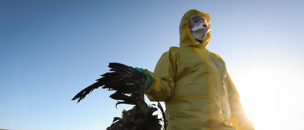 Ein Mann in Schutzkleidung sammelt tote Vögel auf.