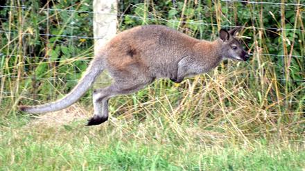 Das Känguru "Skippy" springt im Sommer vergangenen Jahres an einem Weidezaun entlang.