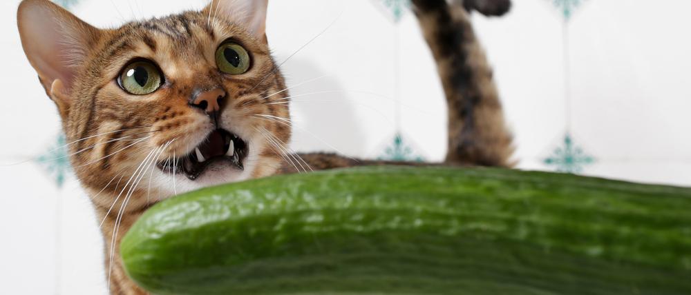 Eine Katze weicht vor einer Salatgurke zurück. Im Netz kursiert derzeit folgender Trend: Menschen legen ihren Katzen heimlich eine Gurke in den Rücken - und sehen zu, wie sich das Tier kurz darauf wahnsinnig davor erschreckt. 