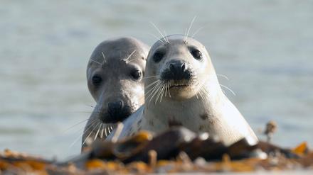 Diese Kegelrobben-Jungtiere haben ihren beschaulichen Platz auf der Düne in Helgoland in der Nordsee. 